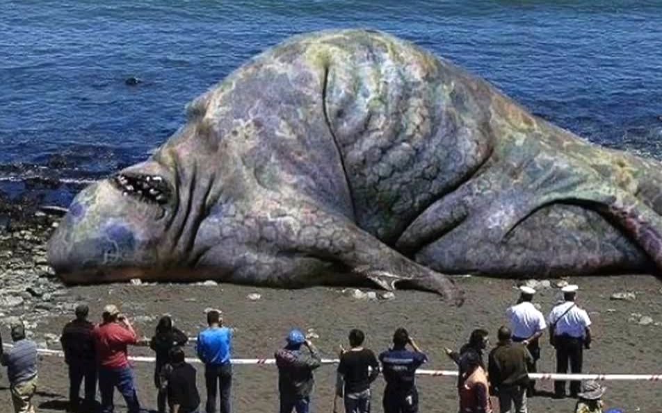大彩鲸大彩鲸，神秘的海洋生物