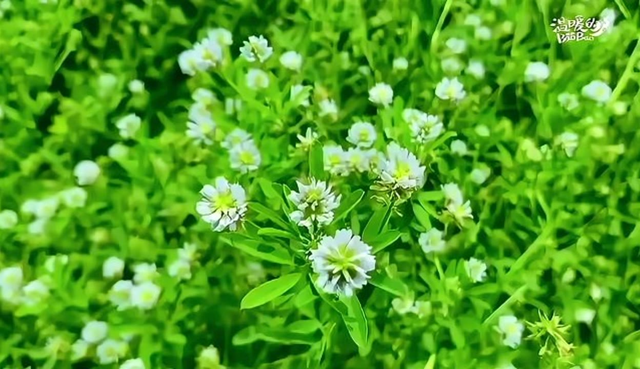 香草视频在线观看高清免费大全-第2张图片