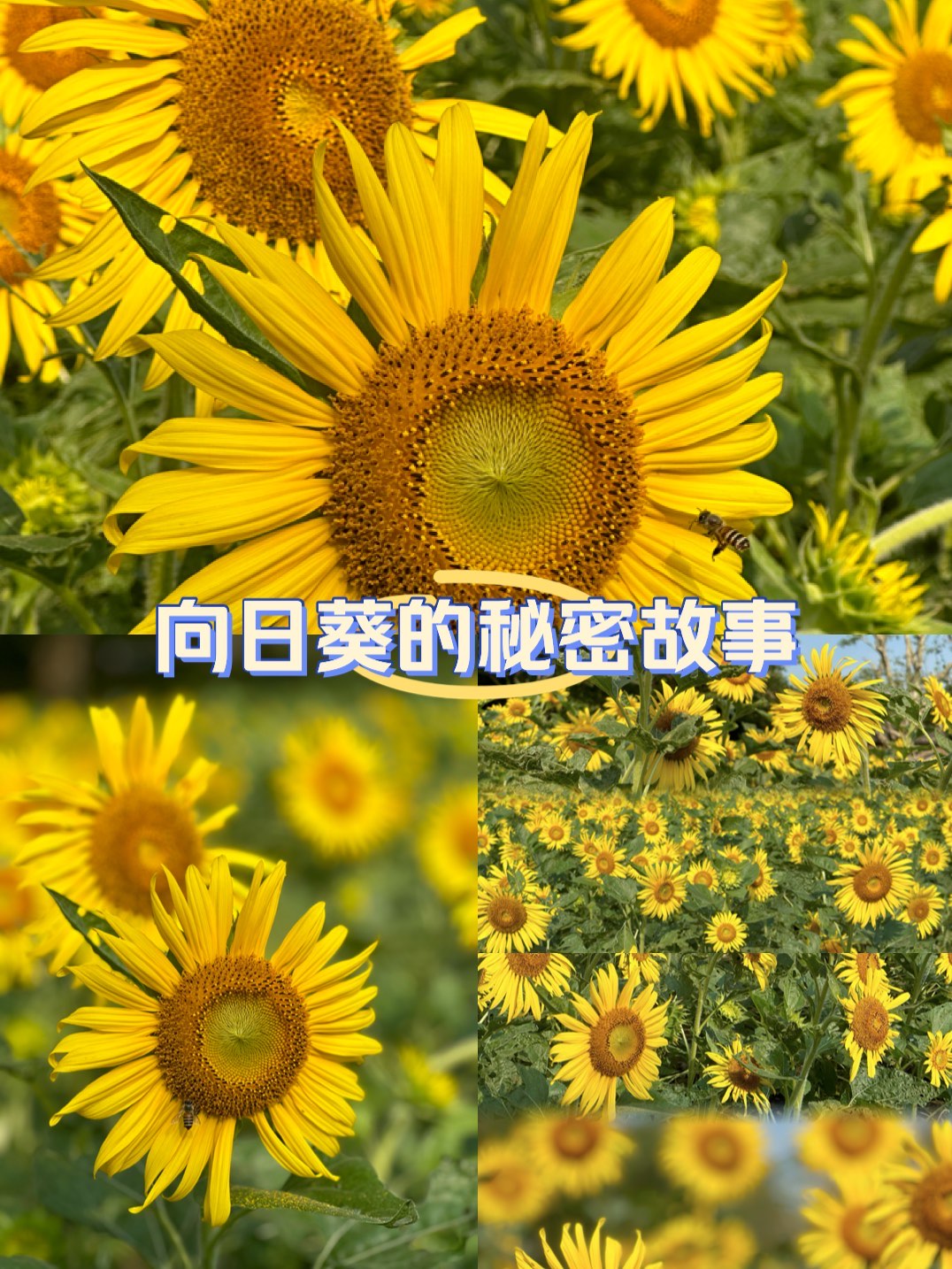 向日葵APP下载免费视频大全-第3张图片