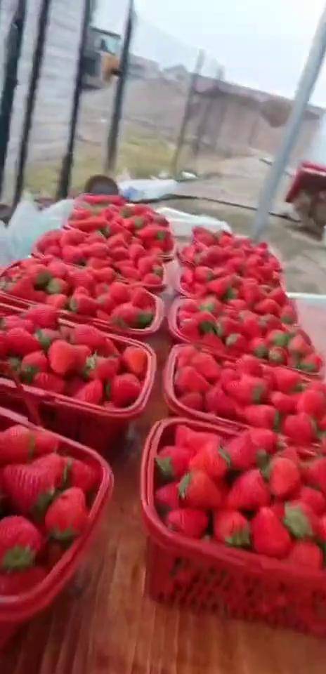 草莓APP直播免费 视频草莓APP直播免费视频盛宴