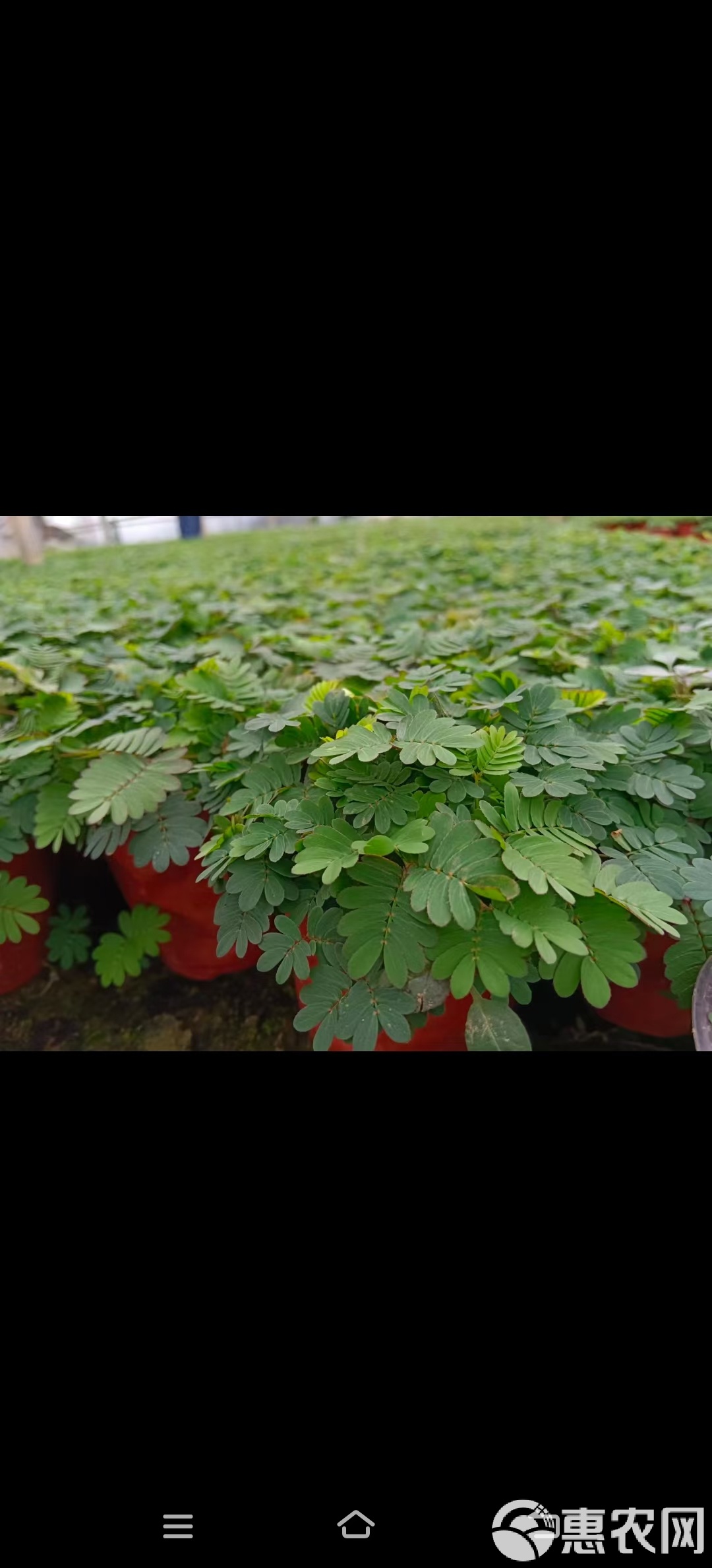 含羞草传媒416WW含羞草传媒在线观看