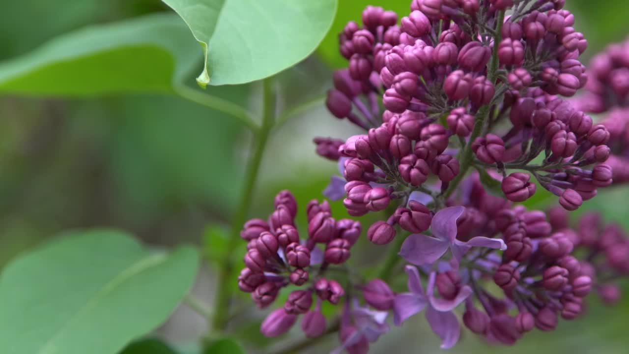 丁香花高清在线观看完整版