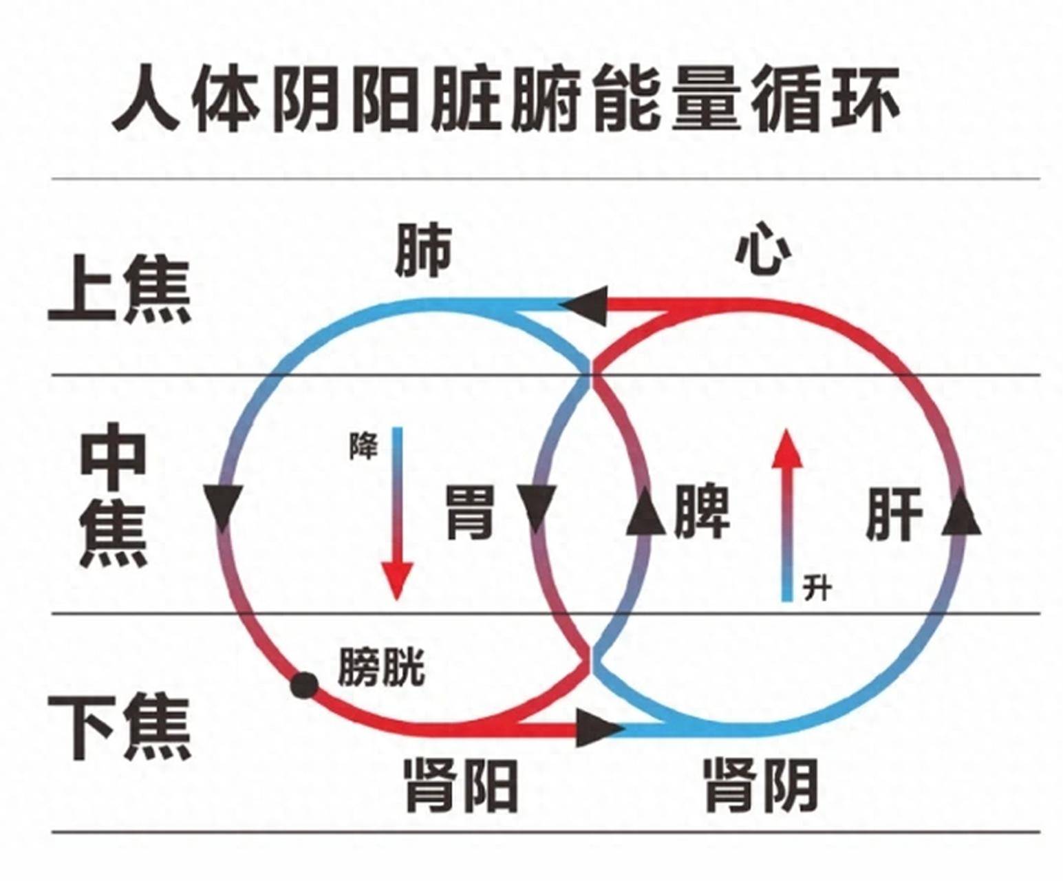 人体胆的图片人体大胆探索-第3张图片