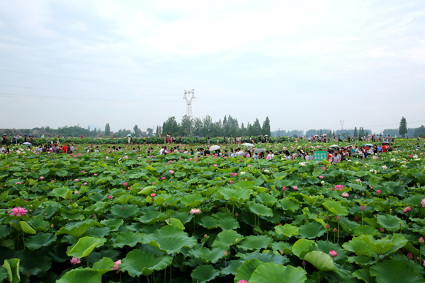 荷桂生态文化旅游节2024年什么时候举行荷桂生态文化旅游节盛大开幕-第2张图片