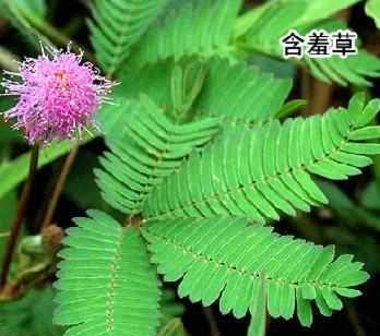 含羞草实验所免费进入网站欢迎您含羞草实验所免费进入网站欢迎您-第2张图片