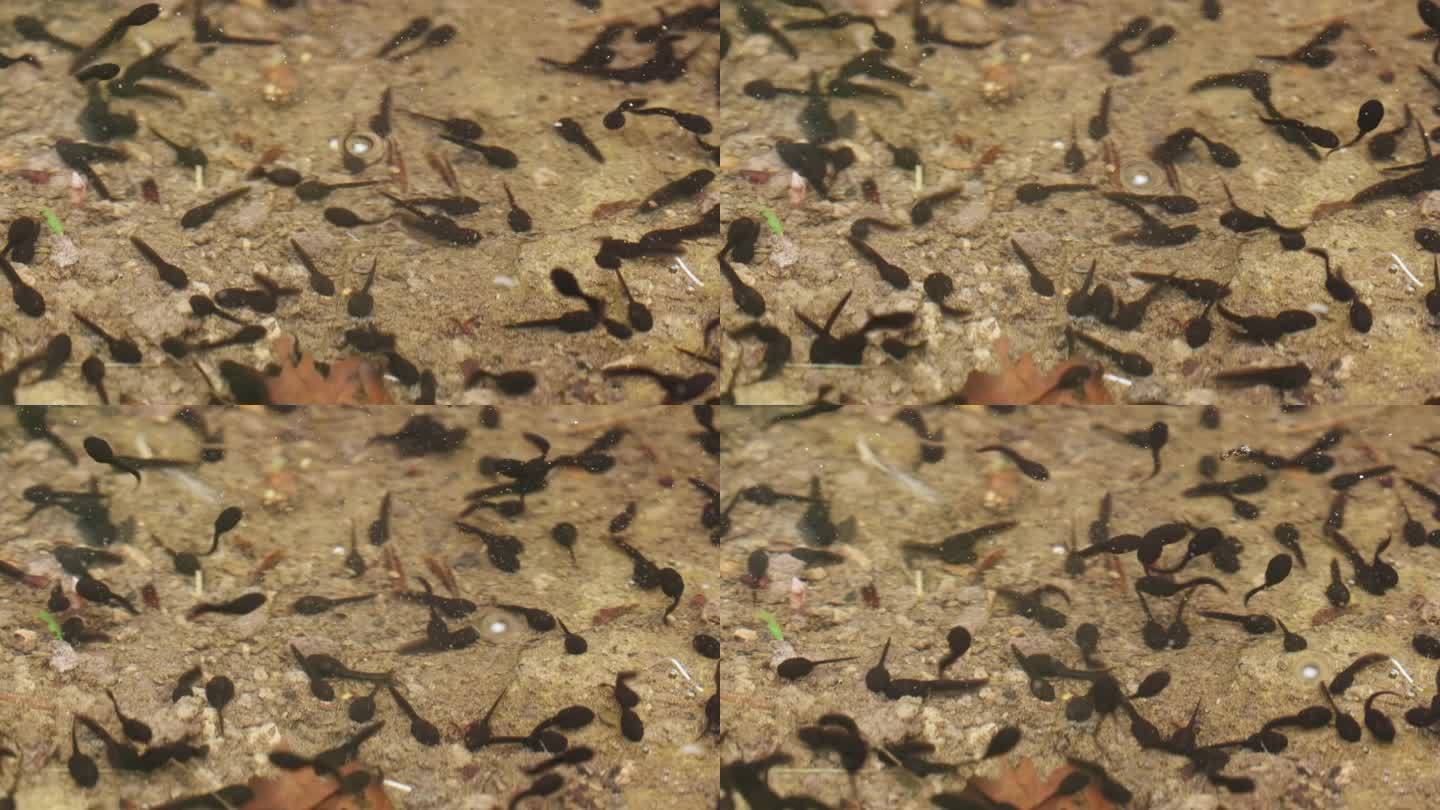 小蝌蚪视频免费版在线下载观看网站小蝌蚪视频免费版在线下载观看-第1张图片