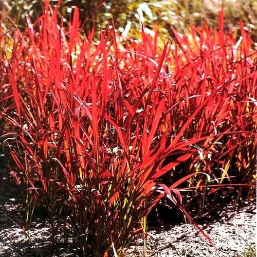 日本珍稀植物秦氏草记