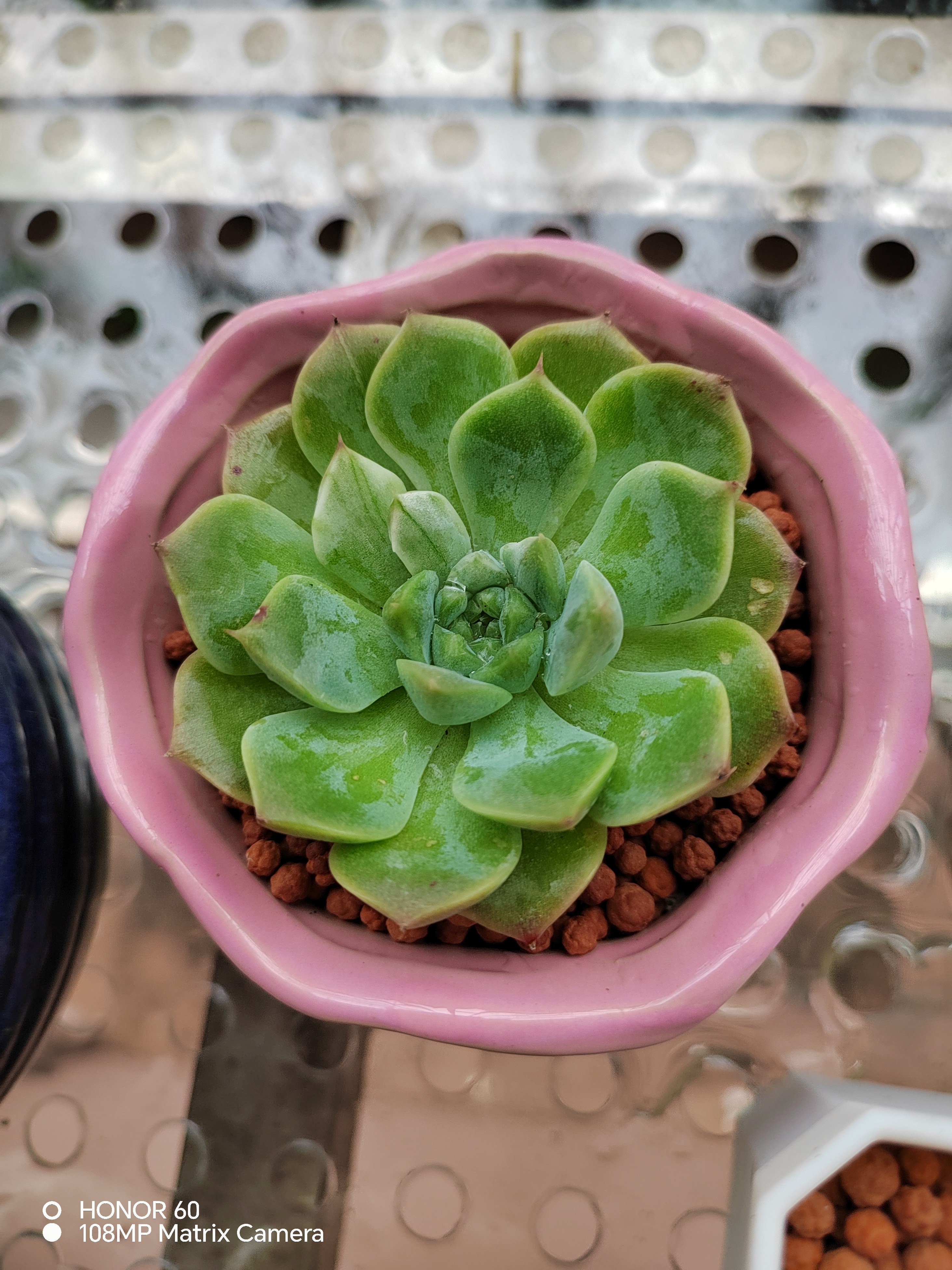 车上后座的多肉植物