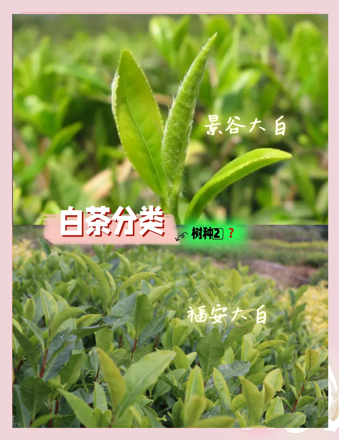 白茶最出名的几种