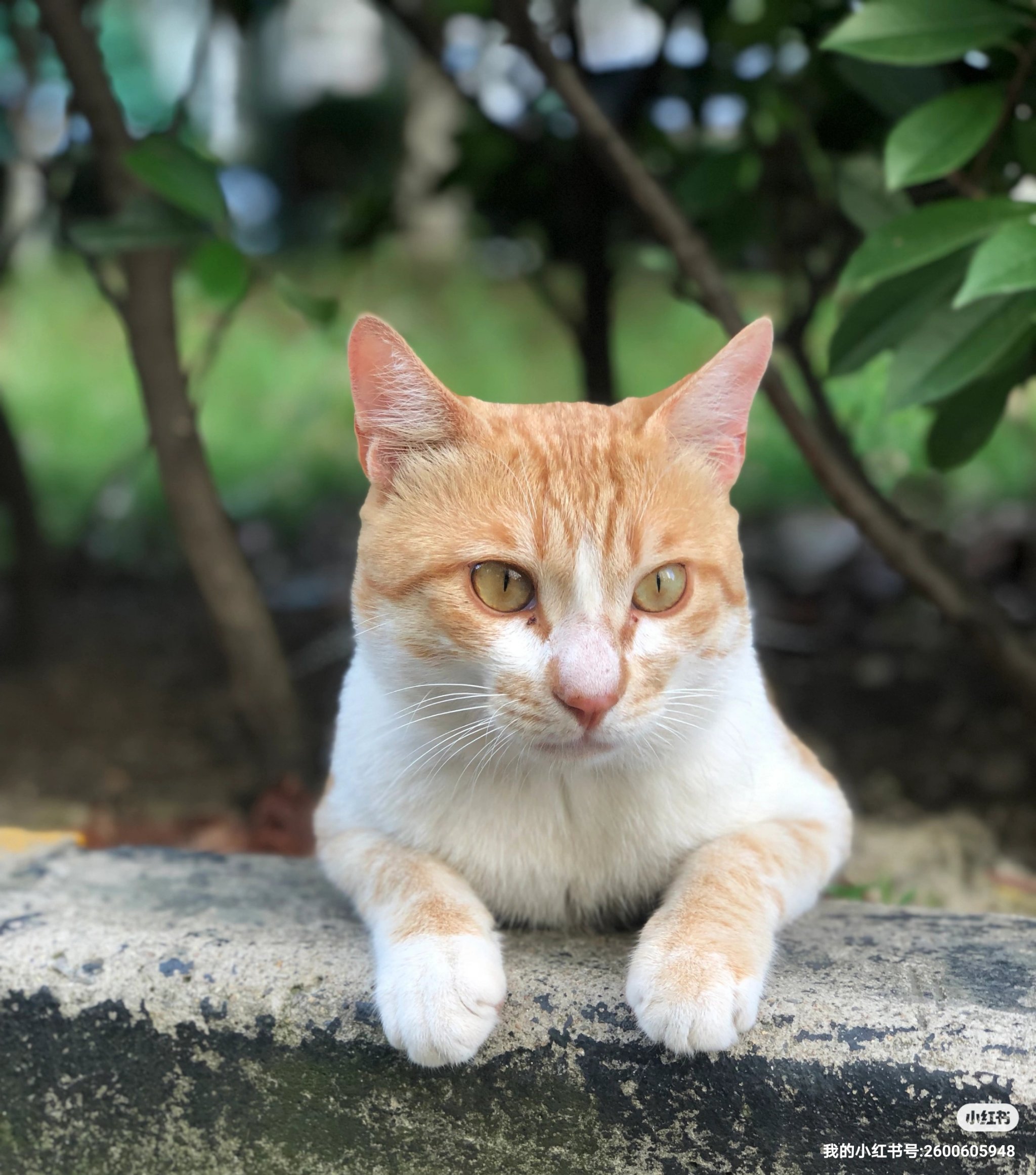 猫咪社区官方在线入口-第1张图片