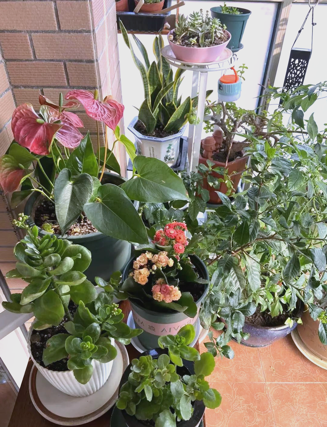 花花社区花花社区，多彩生活的聚集地-第1张图片