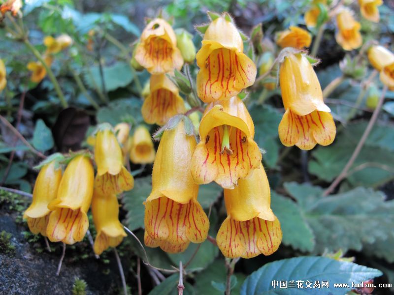 野花社区视频最新在线观看