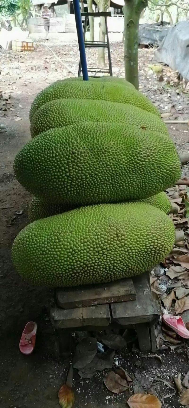 菠萝蜜视频污视频免费观看菠萝蜜视频免费观看，警惕污秽内容-第2张图片